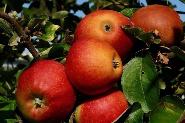 La récolte des pommes a commencé