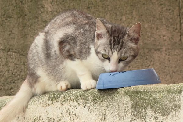 Sur l'île de Ré, des dizaines de chats ont disparu en l'espace d'un été.