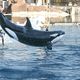 19 juin 2017, parc aquatique Marineland d'Antibes (Alpes-Maritimes) : La fin des spectacles avec des orques avait été annoncée sous cinq ans en France.