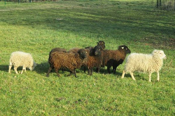 Le troupeau de moutons de l'Ile d'Ouessant