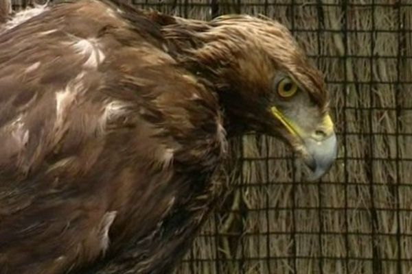 L'oiseau avait été recueilli le 10 avril dernier.