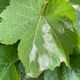 Les taches blanches à l'arrière des feuilles de vigne sont caractéristiques du champignon.