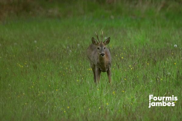 Observation d'un biche en plein champ.