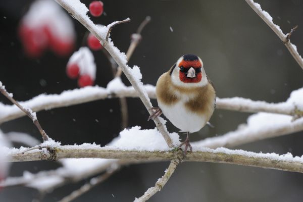 En 2021, on a pu dénombrer plus de 540 000 oiseaux partout en France.