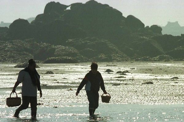 La prolifération du dinophysis entraîne des interdictions de pêche à pied à titre professionnel et de loisir sur une bonne partie de la façade Atlantique jusque dans le Morbihan, où la plupart des coquillage exceptés les vernis sont touchés.

