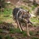 Un loup a été abattu en Lozère, en juin 2024.