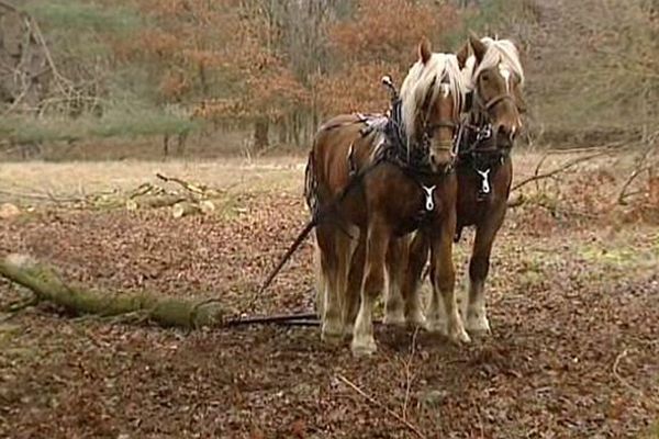 Les deux juments comtoises Ulysse et Caramel appartiennent à la société Feuta, qui est située à Montréal, dans l’Yonne.