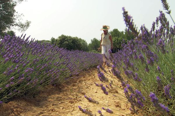 Le Mas de Villetelle, à Gignac, dans l'Hérault organise sa septième édition de la Fête de la Lavande jusqu'au dimanche 2 juillet 2023.