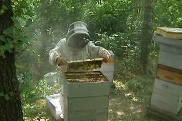 La pluie et les intempéries qui ne cessent depuis la fin de l'hiver empêchent les abeilles de butiner correctement et de polliniser avec pour conséquence une diminution de la production et des colonies.