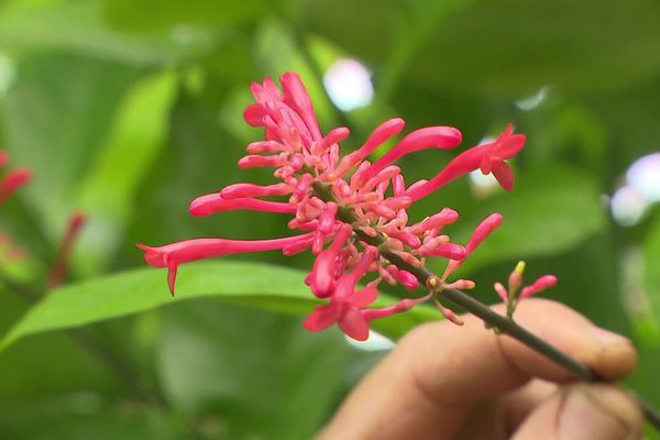 Cette plante gorgée de nectar fait le régal des colibris dans son pays d'origine