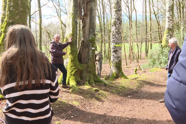 Dans sa forêt de Nedde (Haute-Vienne), Xavier Blanc accueille des visiteurs pour leur raconter la vie de la forêt. Ici, un hêtre fendu il y a quinze ans a depuis poursuivi sa croissance.