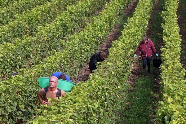 Vendanges à la main dans la vallée du Loir en 2015.