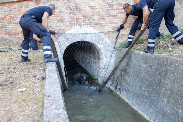 Une famille de sangliers a été secourue par les marins pompiers de Marseille.