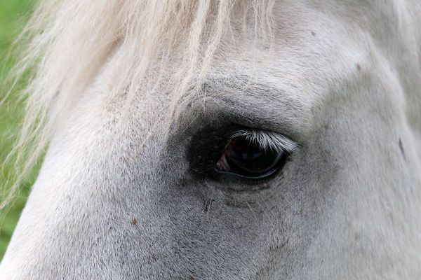 Plus de 150 enquêtes ont été ouvertes en France à la suite de mutilations de chevaux.