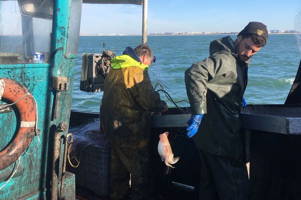 L'équipe du Flipper lance ses filets sur le plateau d'Aytré près de La Rochelle.