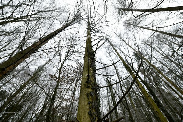 La chalarose est un champignon qui attaque le frêne jusqu'à la mort du tronc.