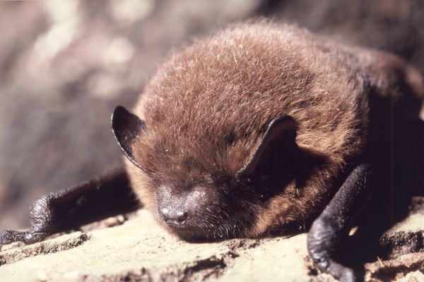 C’est un animal méconnu et souvent mal jugé : la chauve-souris, parfois perçue comme une menace, ne représente pourtant aucun danger pour l’homme.