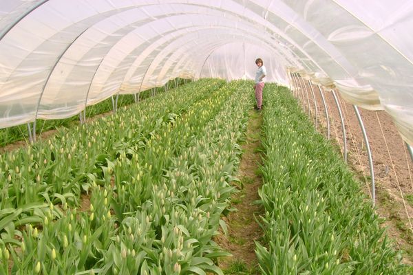 Les milliers de tulipes impossibles à vendre pour Agnès et Jean-Marc Schneider