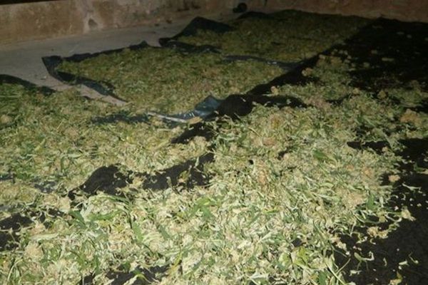 La gendarmerie a fait la découverte de 140 kg de cannabis sur pied dans une maison de Saint-Gilles-Croix-de-Vie