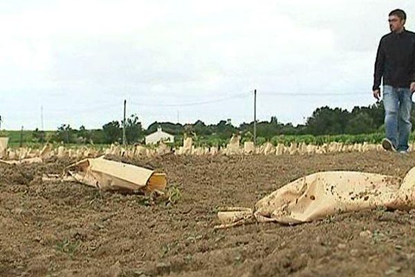 Le négociant de Vallet (44) découvre ses pieds de vigne arrachés