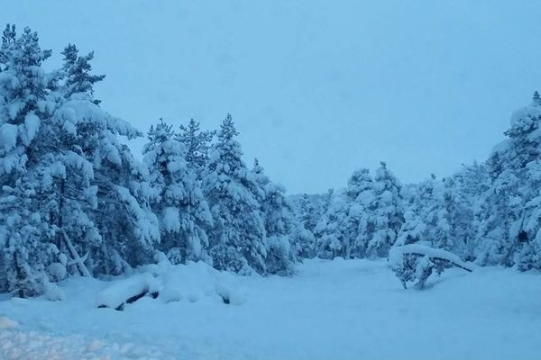 La forêt de Montmirat dans le Gard sous la neige - 6/12/2014