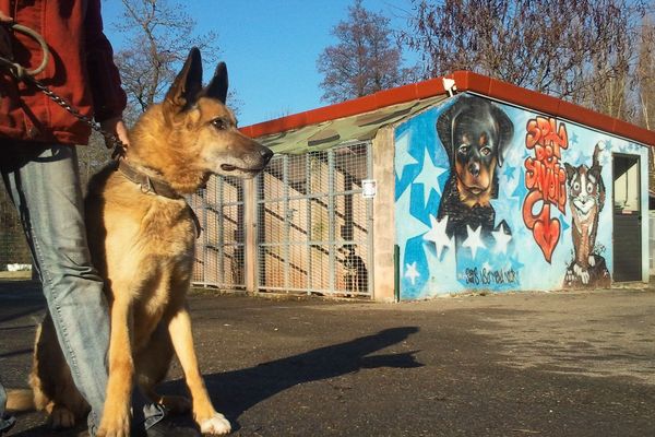 Il convient de réfléchir avant d'adopter un animal