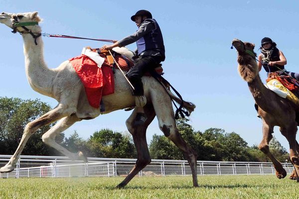 Le championnat de France de courses de chameaux se déroulera ce weekend au salon international du dromadaire et des camélidés à Janvry.