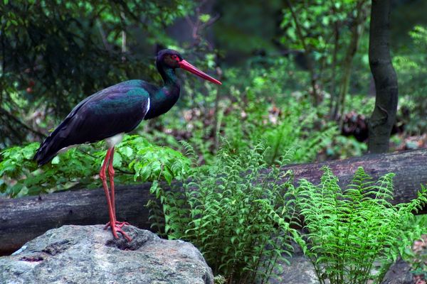 Farouche et discrète, la cigogne noire aime le calme de la forêt. Au printemps, elle migre d'Afrique pour la période de nidification en Europe.