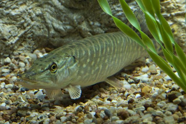 Le brochet est un poisson prédateur très commun en eau douce