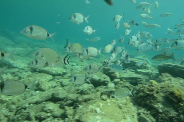 Le sentier marin de la Réserve Naturelle Marine de Cerbère-Banyuls se pratique au départ de la plage de Peyrefite dans les Pyrénées-Orientales. Il vous permet de découvrir la faune et la flore sous-marine des eaux méditerranéennes : raies pastenague, banc de saupes, poulpes ou étoiles de mer rouge.