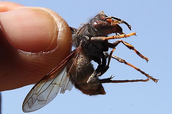 Le frelon asiatique sont de plus en plus nombreux chaque année en Normandie.