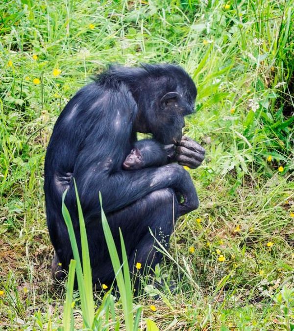 Romagne 86 Un Cinquieme Bebe Bonobo A La Vallee Des Singes