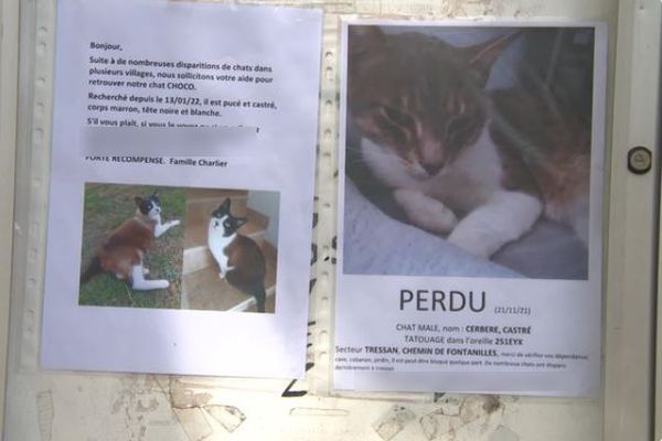 Le mystère persiste dans l'Hérault. Des chats disparaissent depuis 2 ans. 150 félins domestiqués manquent à l'appel dans plusieurs communes du département. La piste du trafic d'animaux est privilégiée.