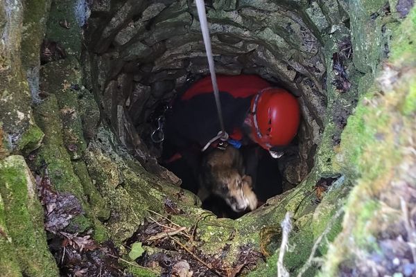 Un chien malinois a été secouru ce lundi 13 mars après être tombé au fond d'un puits.