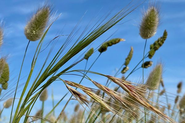 Herbes folles sous le ciel bleu de Quiberon (56)