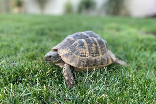 315 tortues ont été abandonnées en 2023 au refuge des tortues de Bessières.