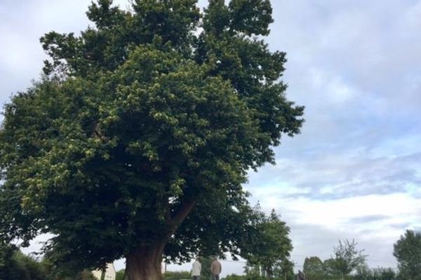 Un grand châtaignier de sept mètres de circonférence à Soutiers près de Parthenay dans les Deux-Sèvres.