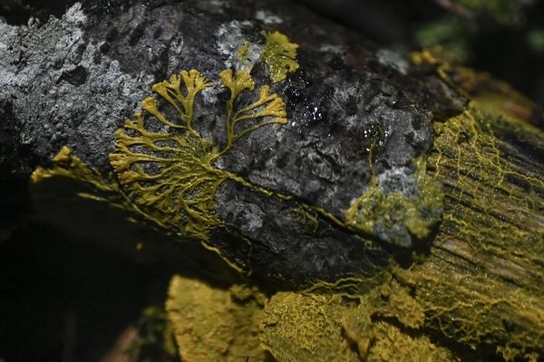 Le blob (ou "physarum polycephalum"), composé d'une seule cellule, fascine les scientifiques.