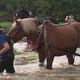 Les chevaux de Trait au secours des truites dans cette rivière de la Charente.