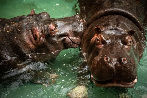 Hermien et Imani, deux hippopotames, ont contracté le coronavirus dans un zoo belge.