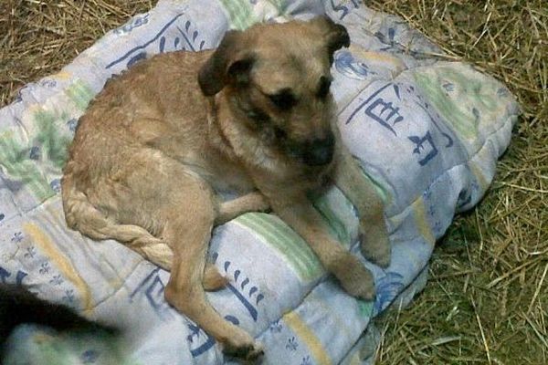 Une des deux chiennes recueillies par une habitante de Brémoy (Calvados)