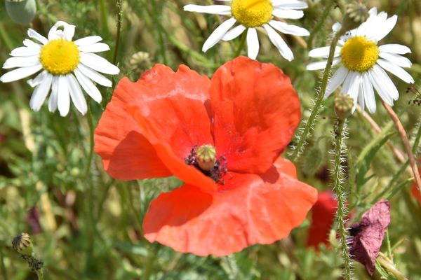 Gentil coquelicot, mesdames.