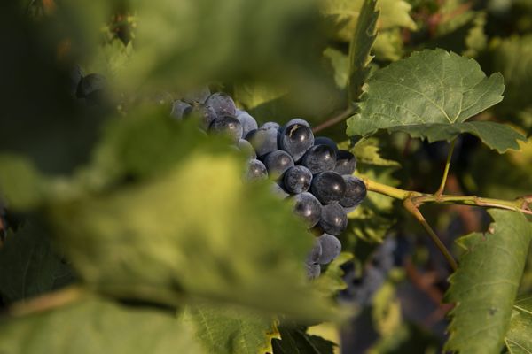 Les vignerons d'Occitanie se disent soulagés après la suspension pour cinq ans de la taxe Trump - 15 juin 2021