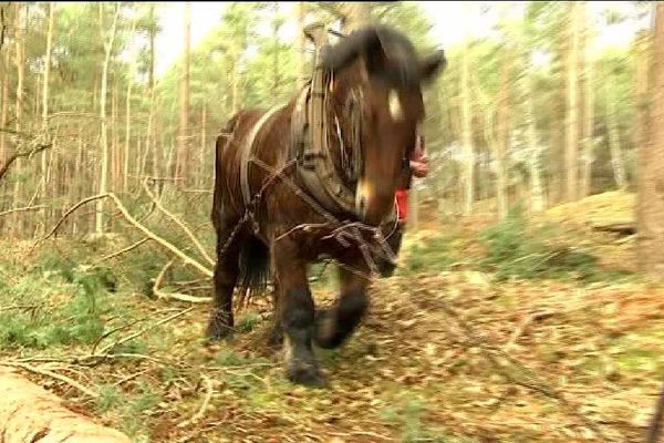 Des chevaux employés pour le débardage, dans la forêt de Fontainebleau, en Seine-et-Marne.