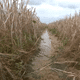 Des parcelles de céréales inondées d'eau