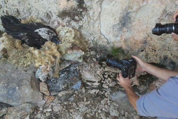 Un des oiseaux relâchés sur le causse noir