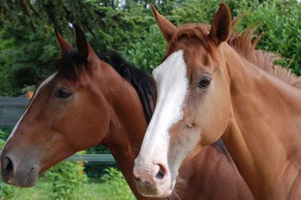 LABEO, laboratoire de recherche équin à Saint-Contest dans le Calvados crée une nouvelle extension pour travailler sur l'ADN des chevaux.