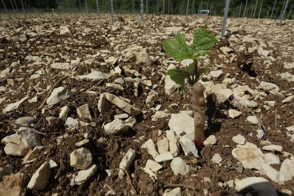 Alors que194 pieds de vignes ont été dérobés à Chichée, le vigneron a réussi à en trouver de nouveaux