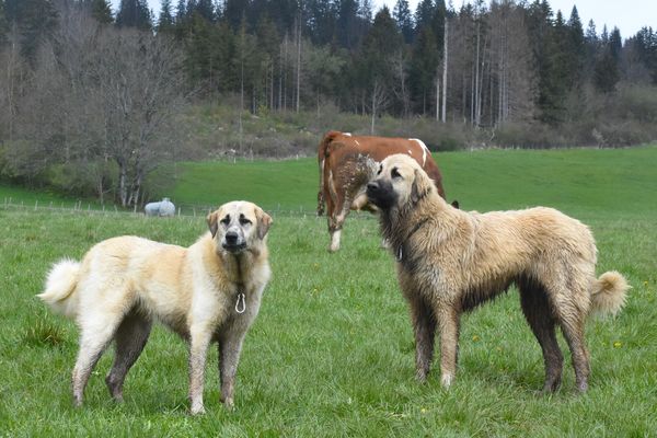 Des comportements particuliers doivent être adoptés en présence de Patous et autre chiens de garde de troupeaux.