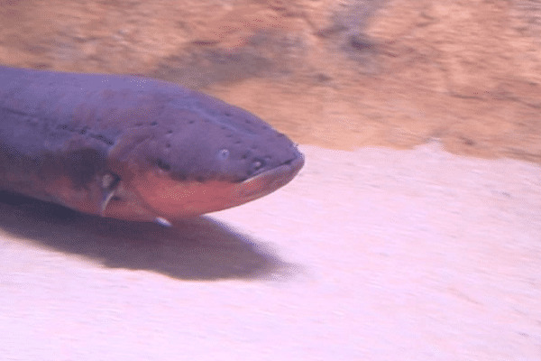 Une anguille électrique à l'aquarium du Limousin